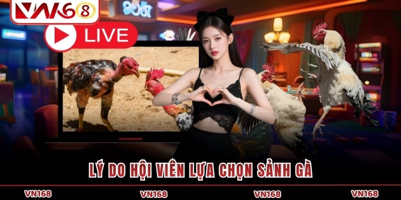 Lý do hội viên lựa chọn sảnh gà Lý do hội viên lựa chọn sảnh gà
